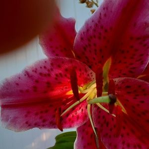 Meet your Posher, Debra